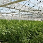 Cómo cuidar las plantas de tomate en invernaderos