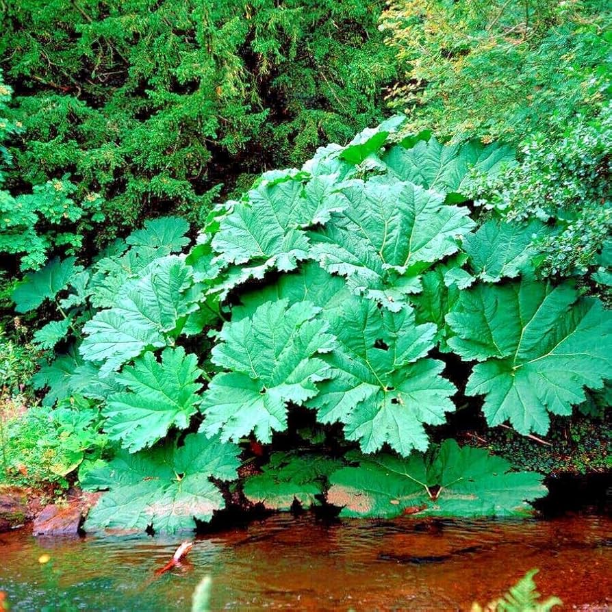 Cómo cuidar las plantas Gunnera o hojas de dinosaurio