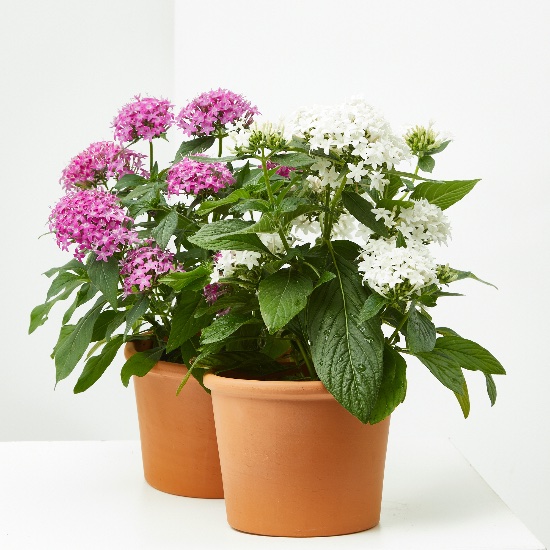 Cómo cuidar las plantas pentas para un crecimiento saludable