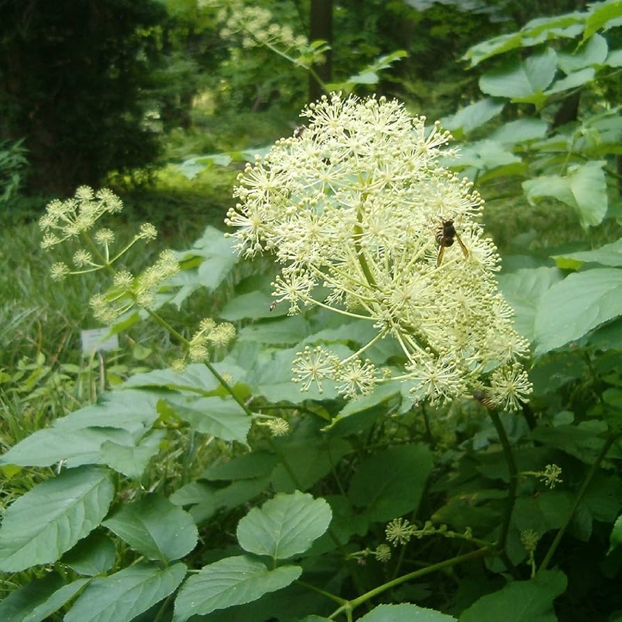 Cómo cuidar las plantas Spikenard Flower en tu jardín