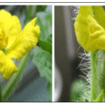 Cómo cuidar las sandías flor de sandía bebé