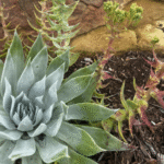Cómo cuidar las suculentas Dudleya en el jardín