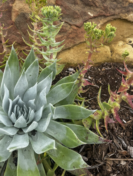 Cómo cuidar las suculentas Dudleya en el jardín