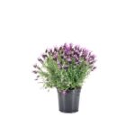 Cómo cuidar lilas en invierno para resistir heladas