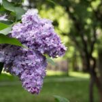 Cómo cuidar lilos en la zona 9 para un jardín espectacular