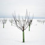 Cómo cuidar los almendros durante el invierno