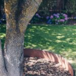 Cómo cuidar los árboles de hemlock en mi jardín