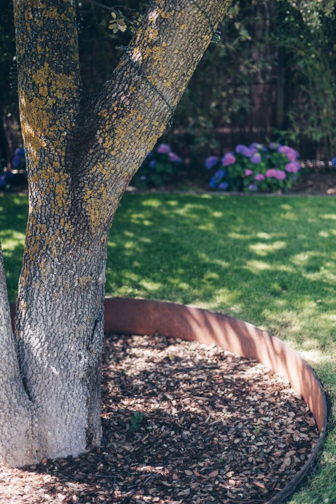 Cómo cuidar los árboles de hemlock en mi jardín