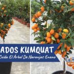 Cómo cuidar los árboles de kumquat en zonas de cultivo
