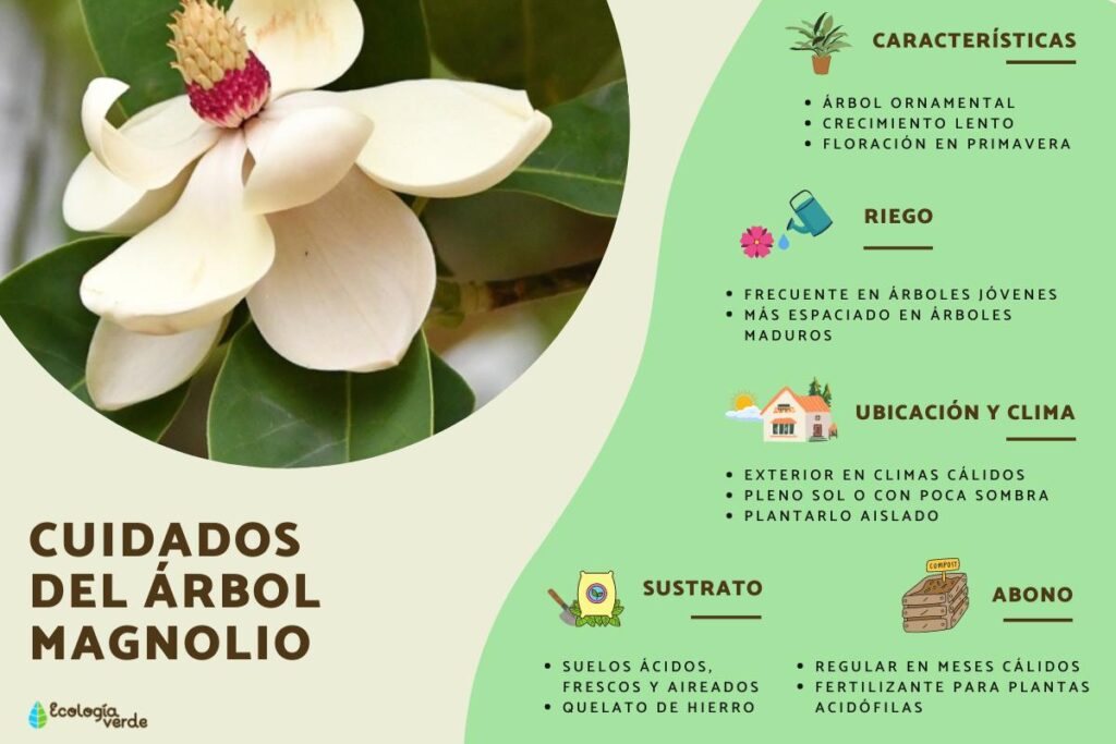 Cómo cuidar los árboles de magnolia en la zona 4