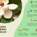 Cómo cuidar los árboles de magnolia en la zona 4