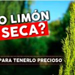 Cómo cuidar los árboles de pino en un jardín