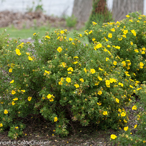 Cómo cuidar los arbustos de Potentilla en tu jardín