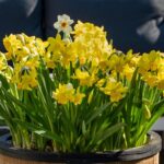 Cómo cuidar los bulbos de narcisos tras la floración