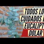 Cómo cuidar los Eucaliptos Silver Princess