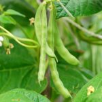 Cómo cuidar los frijoles de interior de forma adecuada