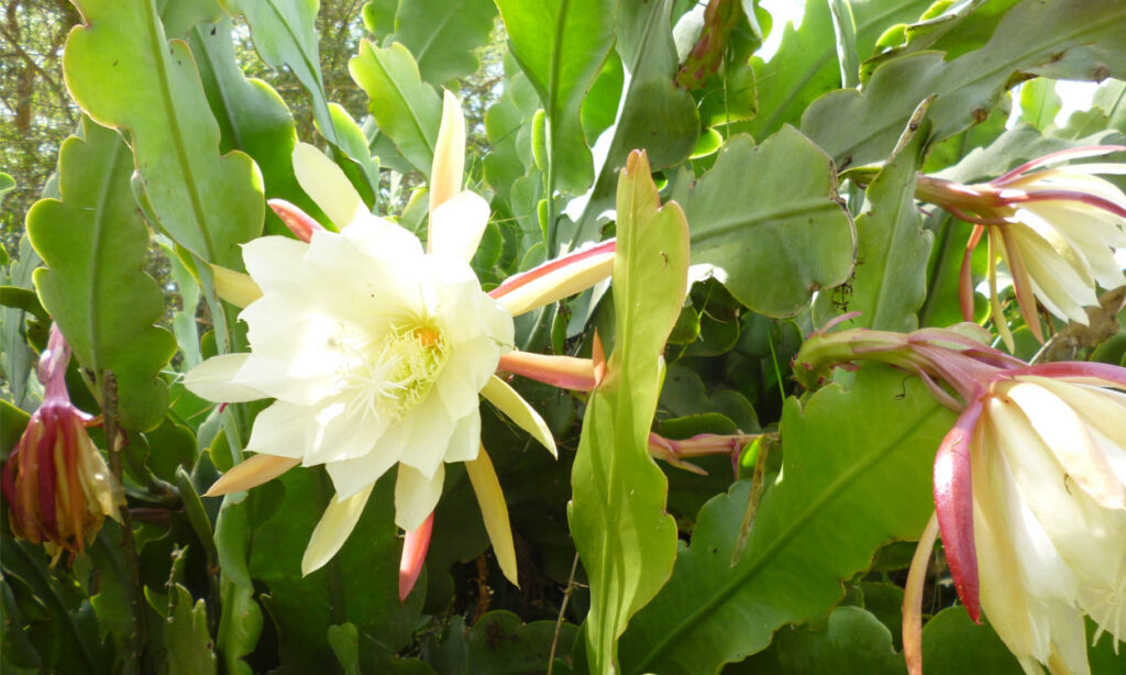 Cómo cuidar los frutos de Epiphyllum correctamente