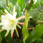 Cómo cuidar los frutos de Epiphyllum correctamente