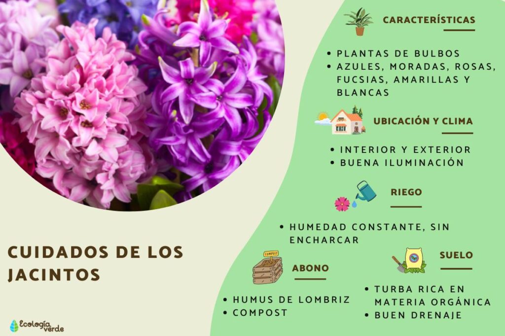 Cómo cuidar los jacintos de interior tras florecer