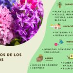 Cómo cuidar los jacintos de interior tras florecer
