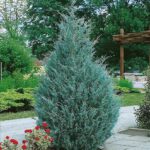 Cómo cuidar los Juníperos Wichita Blue en tu jardín