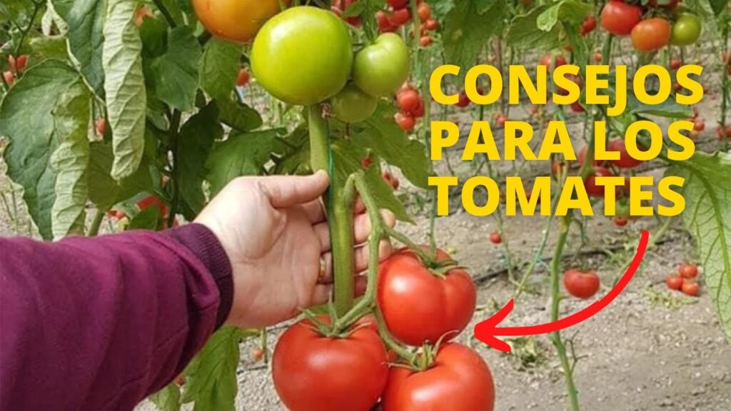 Cómo cuidar los tomates beefsteak en tu jardín