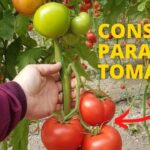 Cómo cuidar los tomates beefsteak en tu jardín