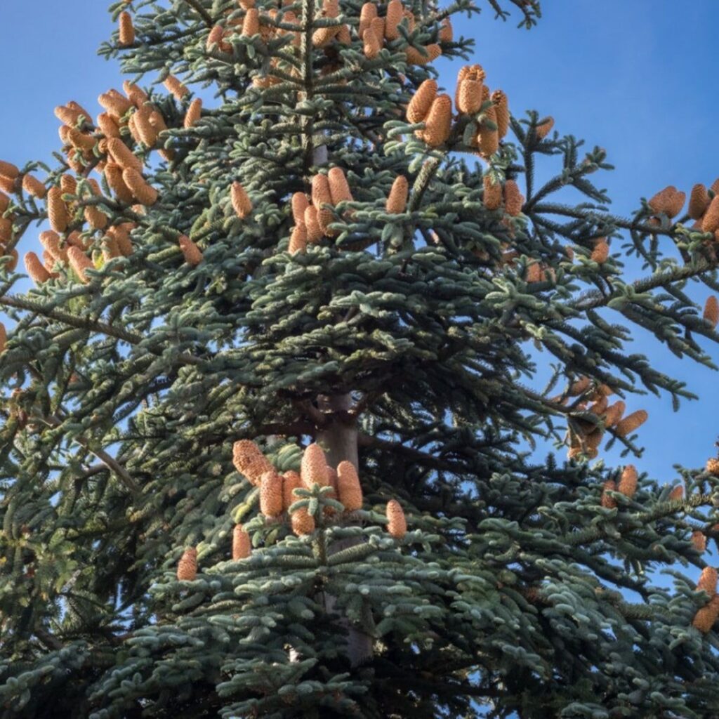Cómo cuidar Noble Firs en paisajes y zonas de crecimiento