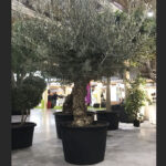 Cómo cuidar olivos en macetas para que crezcan sanos y fuertes