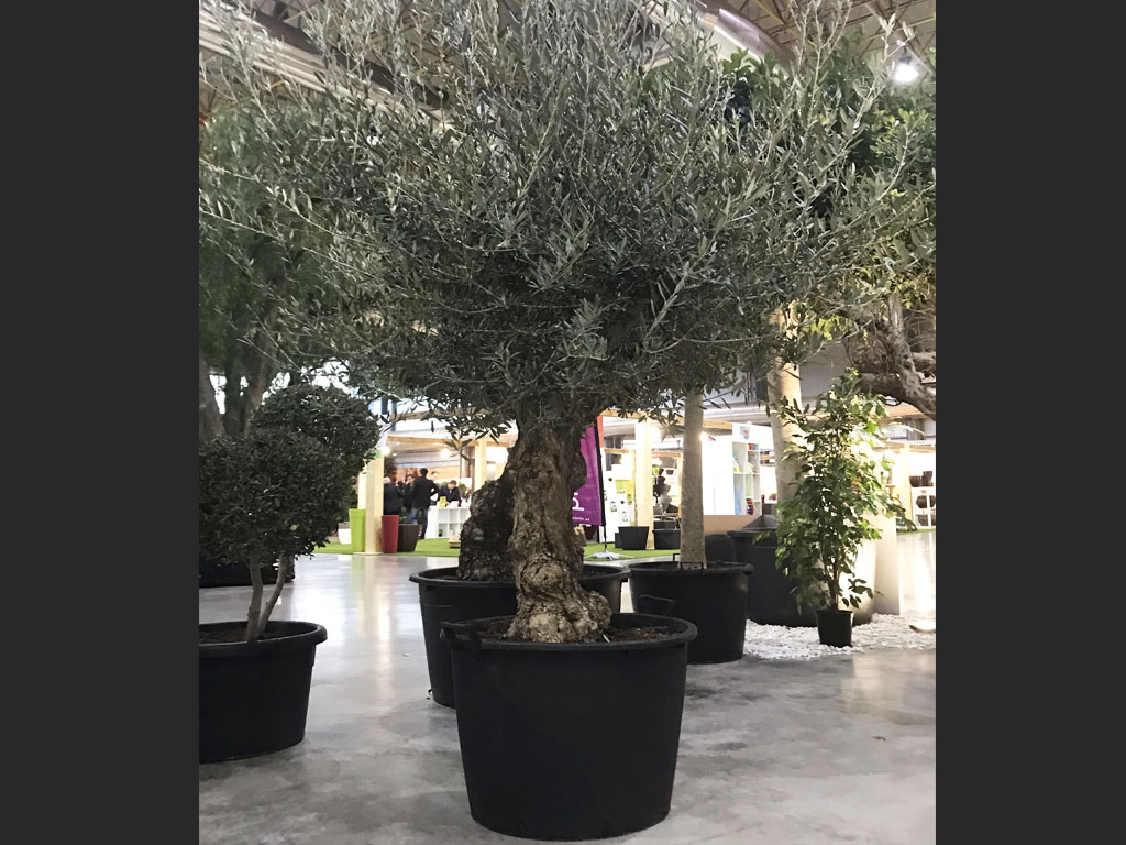 Cómo cuidar olivos en macetas para que crezcan sanos y fuertes