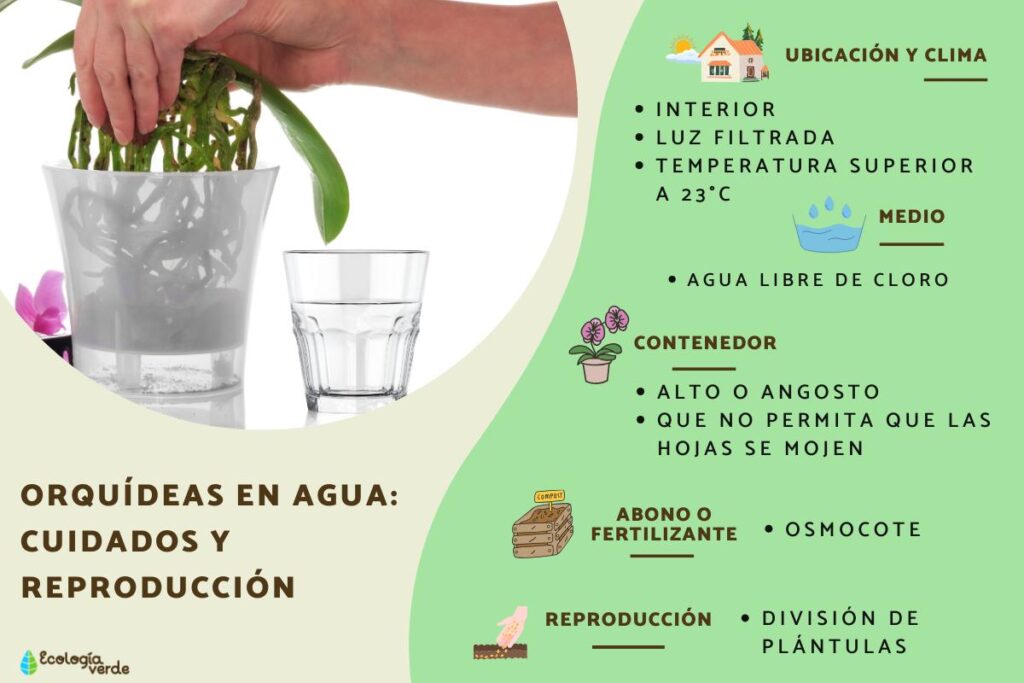 Cómo cuidar orquídeas en sistema hidropónico correctamente