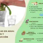 Cómo cuidar orquídeas en sistema hidropónico correctamente