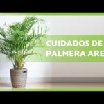 Cómo cuidar palmas en macetas en exteriores soleados