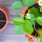 Cómo cuidar plantas de fresas en interiores de forma adecuada