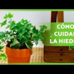 Cómo cuidar plantas de hiedra en interiores