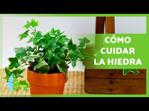 Cómo cuidar plantas de hiedra en interiores