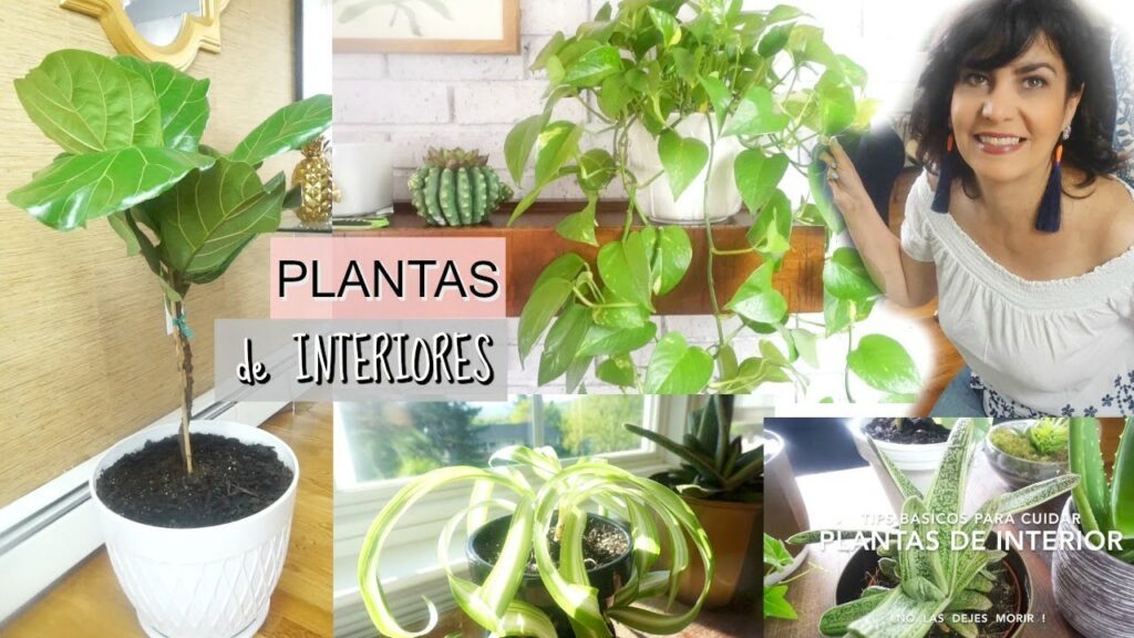 Cómo cuidar plantas de interior de manera adecuada