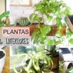 Cómo cuidar plantas de interior de manera adecuada