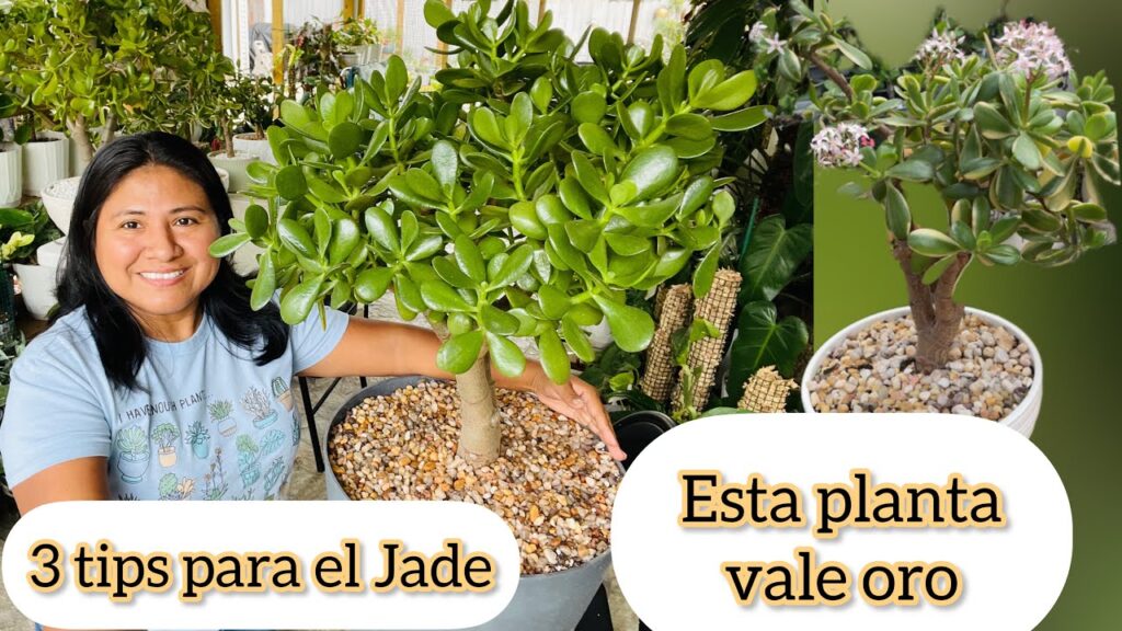 Cómo cuidar plantas de jade curvadas y retorcidas