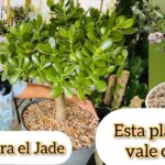 Cómo cuidar plantas de jade curvadas y retorcidas