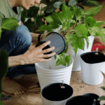 Cómo cuidar plantas de komatsuna de forma exitosa