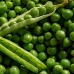 Cómo cuidar plantas de Lincoln Pea para cosechar mucho