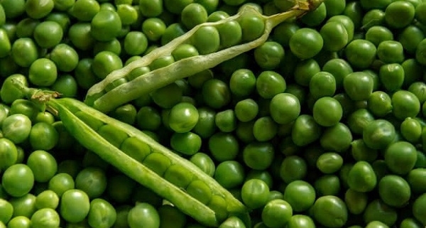 Cómo cuidar plantas de Lincoln Pea para cosechar mucho