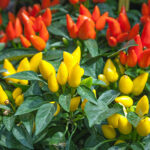 Cómo cuidar plantas de pimienta ornamental en interiores