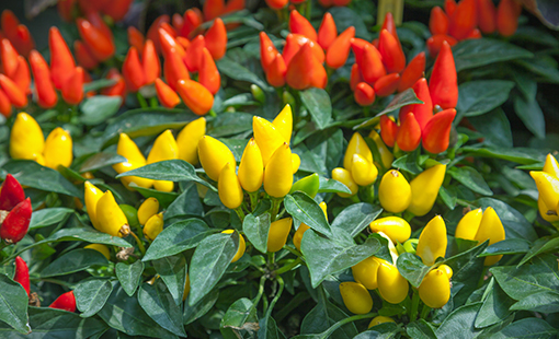 Cómo cuidar plantas de pimienta ornamental en interiores