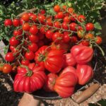 Cómo cuidar plantas de tomate al final de la temporada