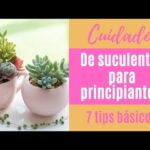 Cómo cuidar plantas suculentas si eres novato