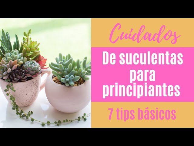 Cómo cuidar plantas suculentas si eres novato