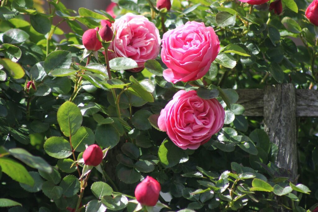 Cómo cuidar rosas en invierno para flores exuberantes