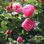 Cómo cuidar rosas en invierno para flores exuberantes